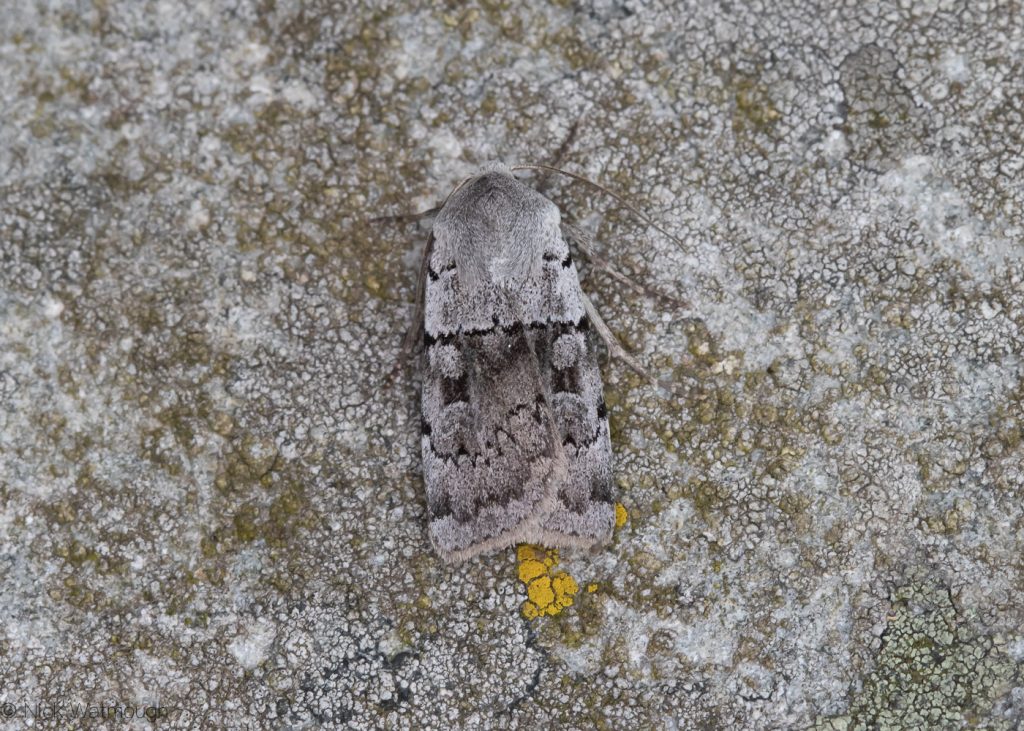 A species of moth called a Ashworth’s Rustic, scientific name Xestia ashworthii, photographed at Sychnant Pass, Conwy, Wales, July 2019
