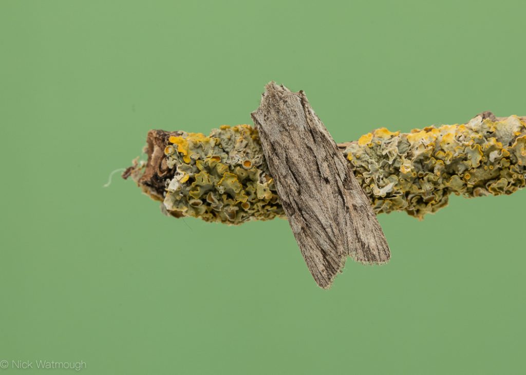 autumn moths in the garden, Blair's Shoulder Knot, Lithophane leautieri, 1st November 2019, Norwich