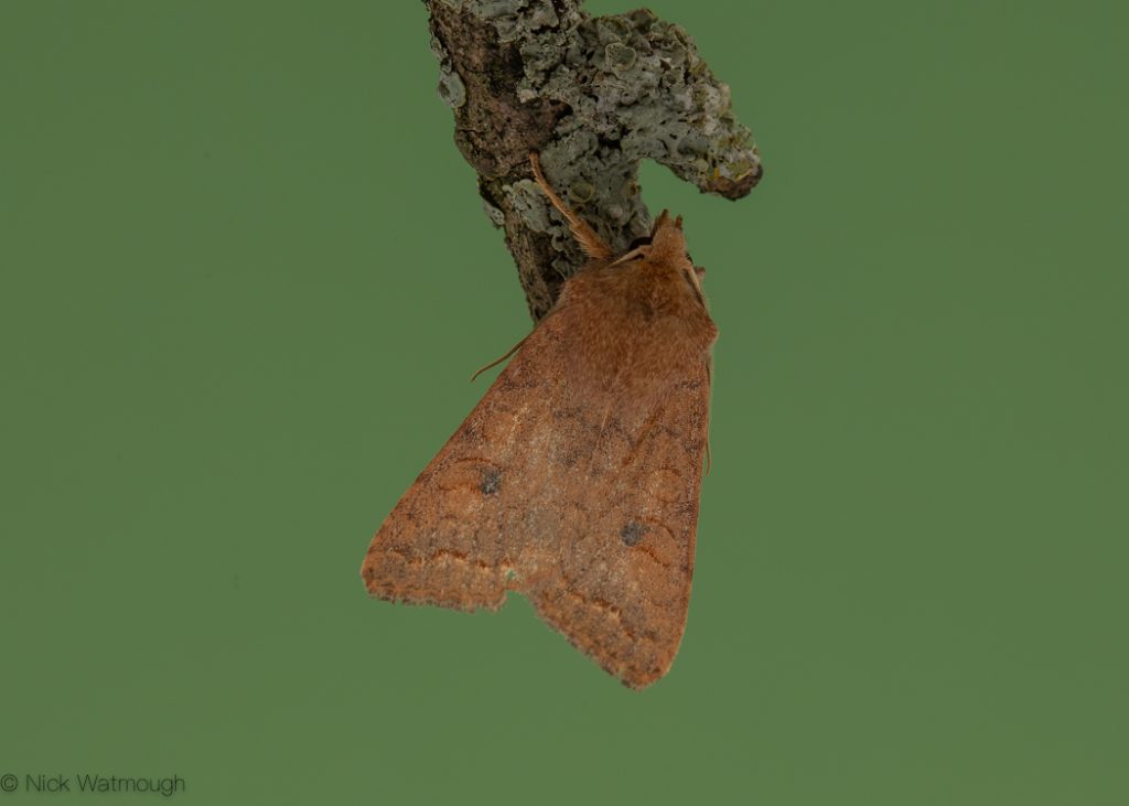 autumn moths in the garden, Brick, Agrochola circellaris, 19th October 2019, Norwich
