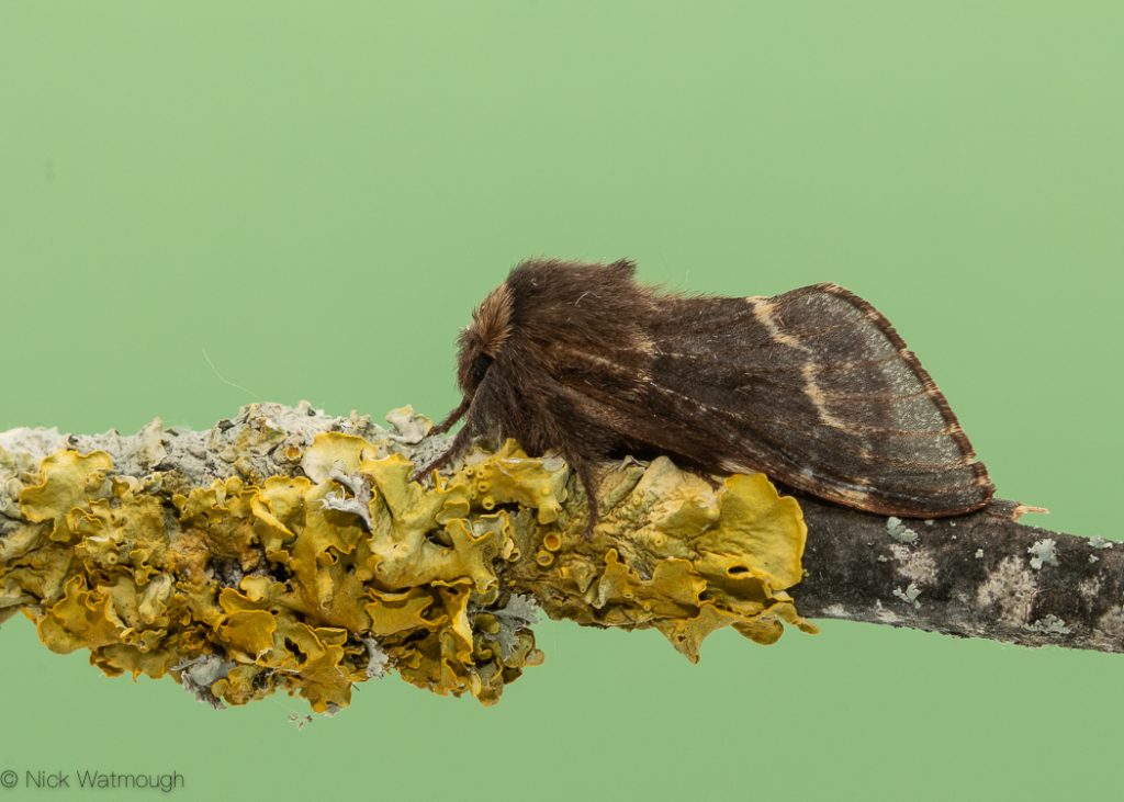 autumn moths in the garden, December Moth, Poecilocampa populi, 23rd November 2019, Norwich