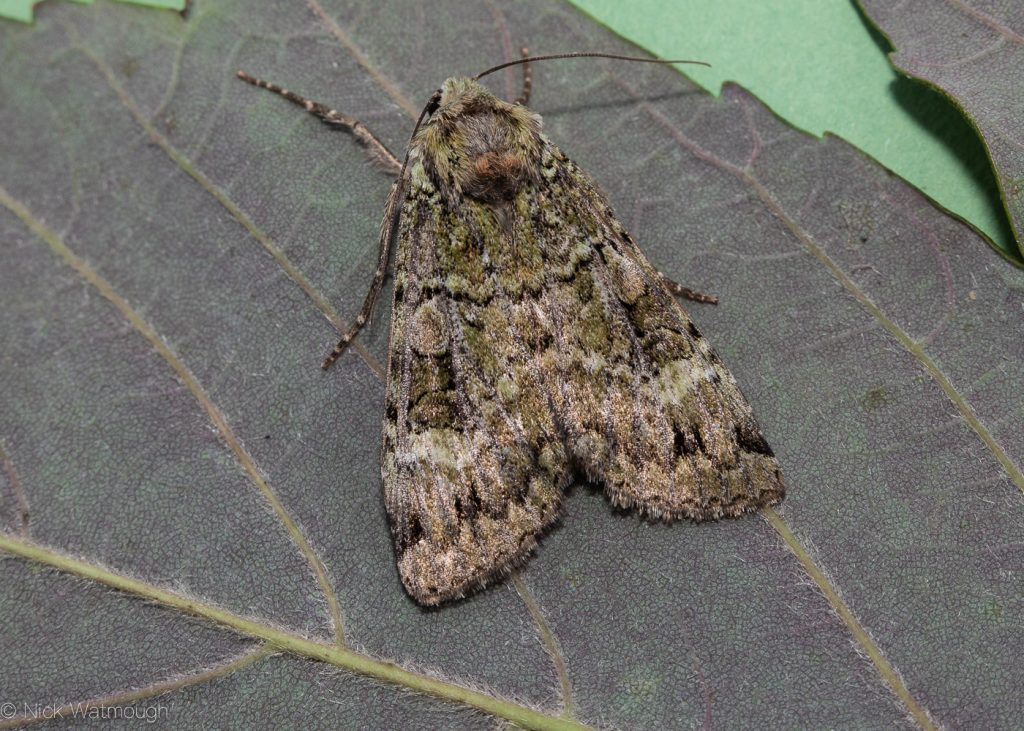 A species of moth called a Green Arches, scientific name Anaplectoides prasina, photographed at Eaton, Norfolk, England, June 2019