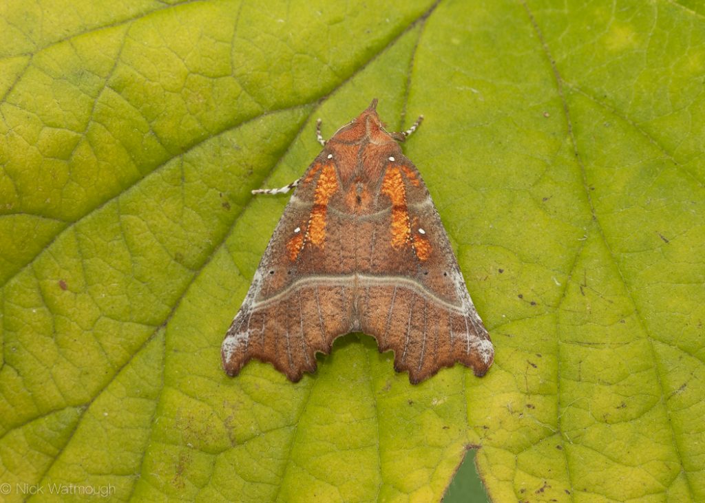 A species of moth called a Herald, scientific name Scoliopteryx libatrix, photographed at Eaton, Norfolk, England, September 2019