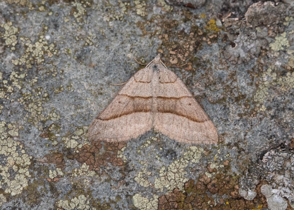 A species of moth called a July Belle, scientific name Scotopteryx luridata, photographed at Sychnant Pass, Conwy, Wales, July 2019