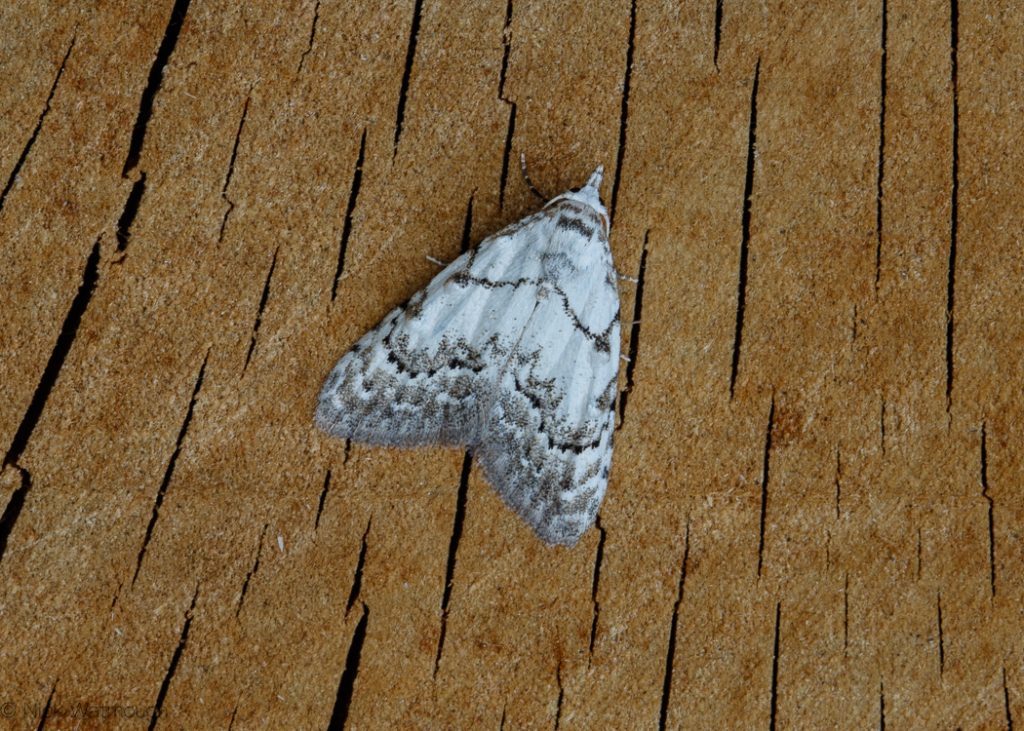 A species of moth called a Least Black Arches, scientific name Nola confusalis, photographed at Eaton, Norfolk, England, May 2017