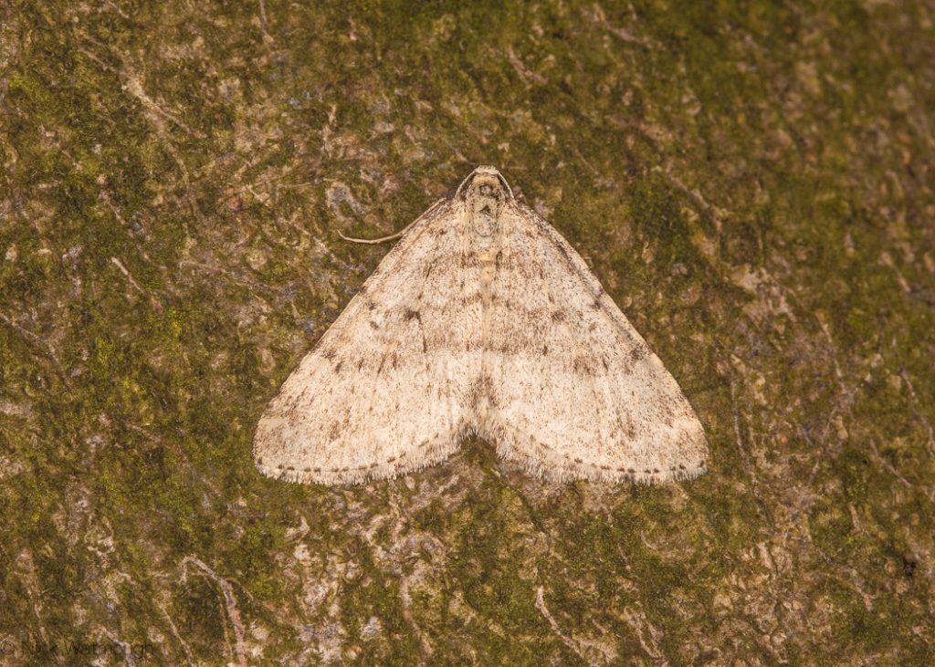 A species of moth called a Mottled Grey, scientific name Colostygia multistrigaria, photographed at Cranwich Heath, Norfolk, England, March 2019