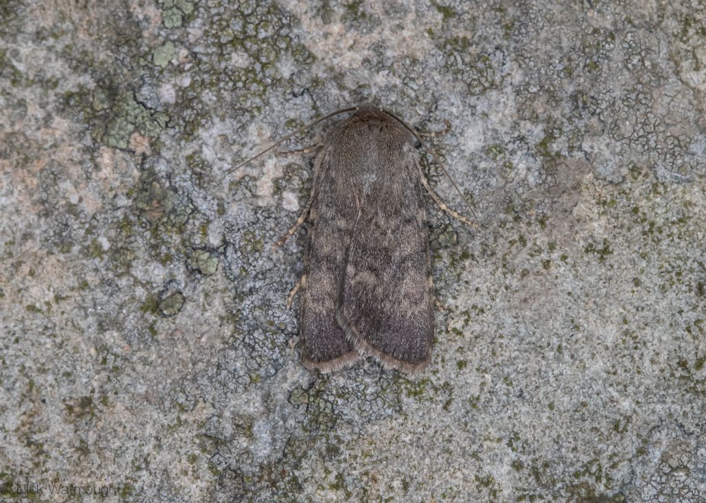 A species of moth called a Northern Rustic, scientific name Standfussiana lucernea, photographed at Sychnant Pass, Conwy, Wales, July 2019