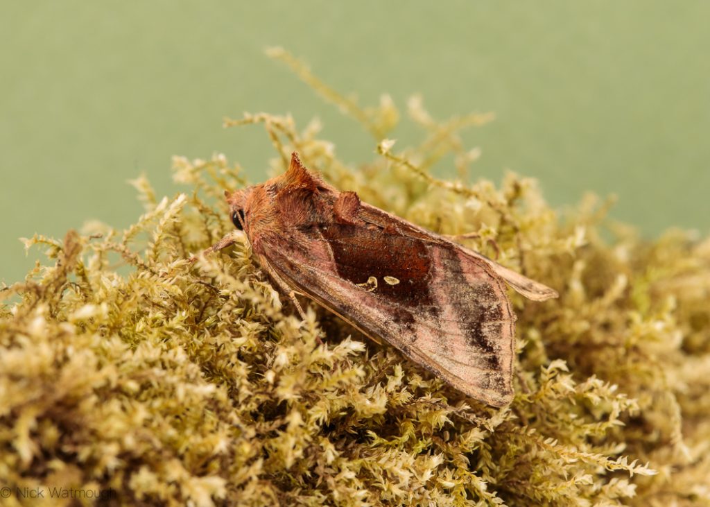 A species of moth called a Plain Golden Y scientific name Autographa pulchrina, photographed at Eaton, Norfolk, England, July 2018
