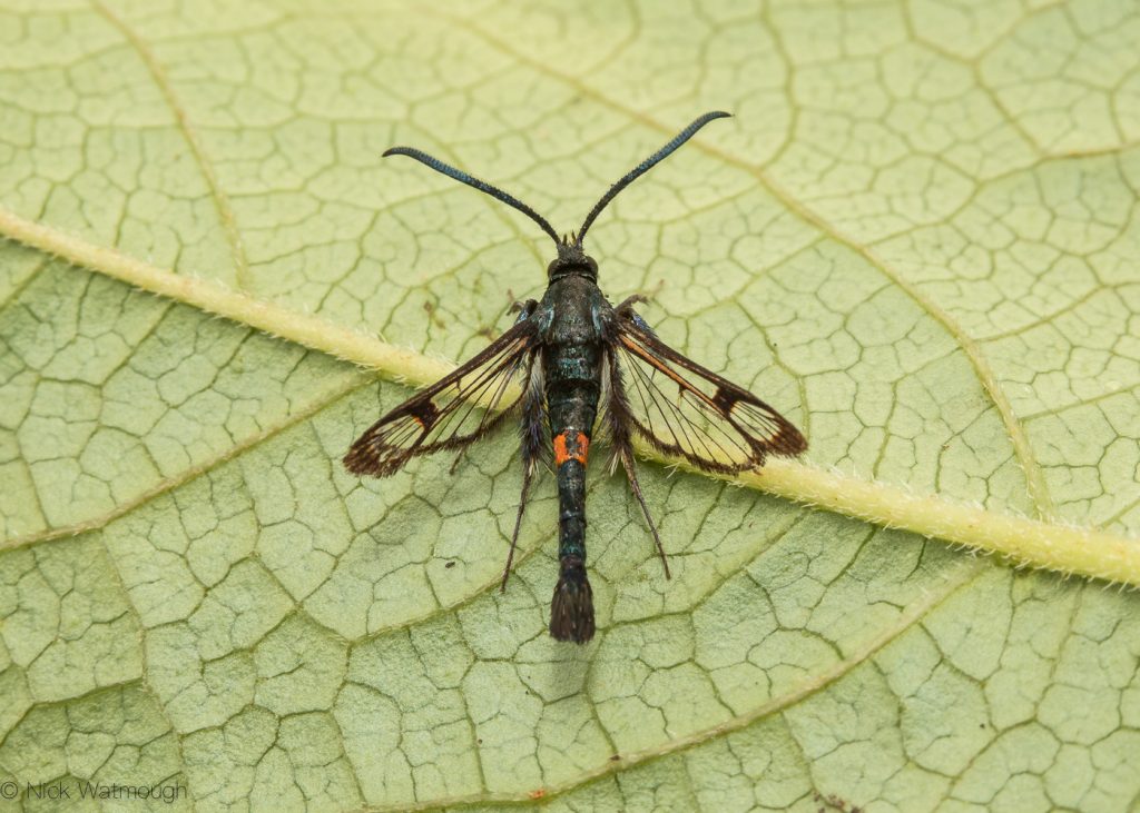 A species of moth called a Red-belted Clearwing, scientific name Synanthedon myopaeformis, photographed at Eaton, Norfolk, England, June 2019