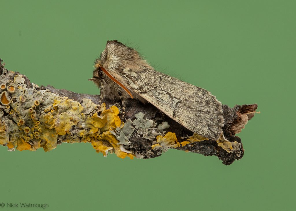 A species of moth called a Yellow-horned, scientific name Achlya flavicornis, photographed at Roudham, Norfolk, England, March 2020