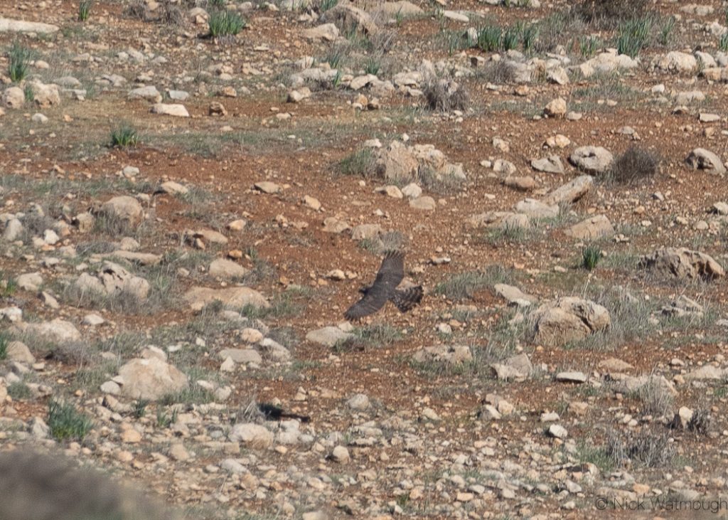 Goshawk (Accipiter gentilis) , Mount Amasa, Israel, January 2020