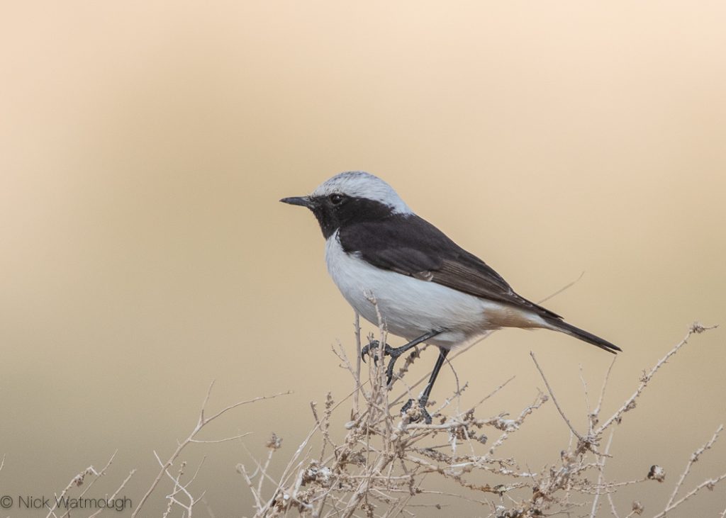 Mourning Wheatear (Oenanthe lugens lugens/persica), Uvda Valley, Israel, January 2020